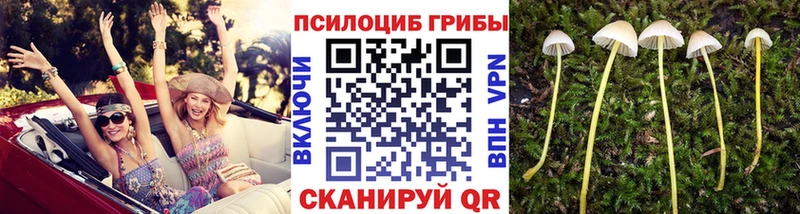 Псилоцибиновые грибы мухоморы  где купить наркоту  Звенигово 